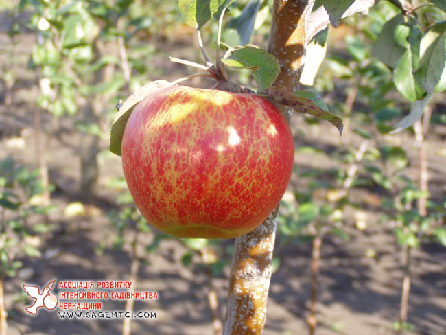 Арива (Швейцария) — Саженцы яблонь
