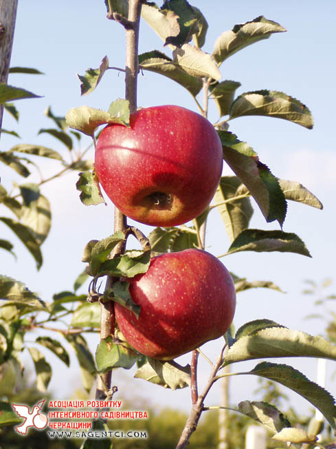 Райка (Чехия) - Саженцы яблони