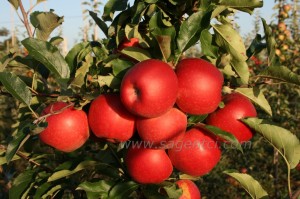 Из записок украинского садовода.
