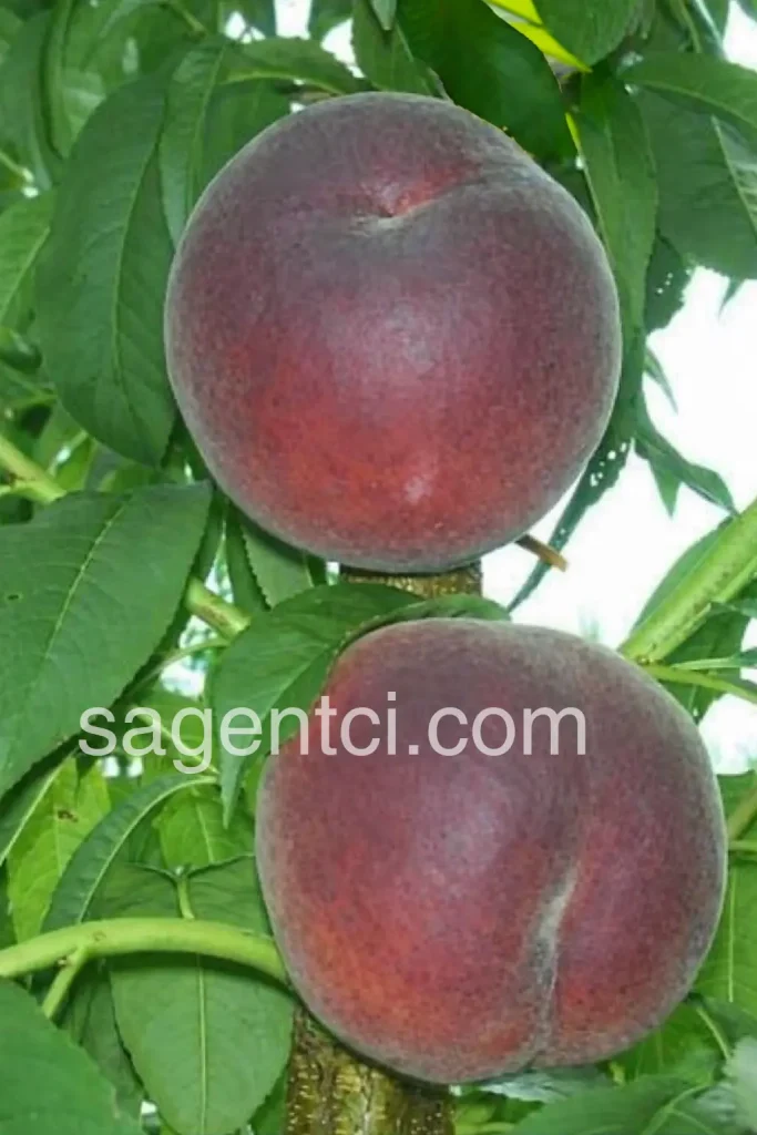 Серія персиків Royal (Royal Zaiger Genetics)
